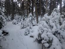 Trail up Dial and Nippletop