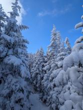 Trail up Dial and Nippletop