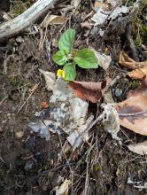 Yellow violet on Potash Mountain
