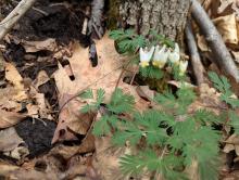 Dutchman’s Breeches on Potash Mountain
