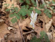 Dutchman’s Breeches on Potash Mountain