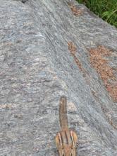 Chipmunk on peak of Goodnow
