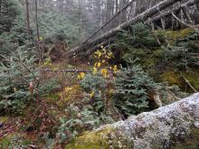 Trail up Abraham