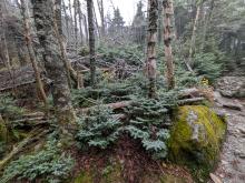 Trail up Abraham