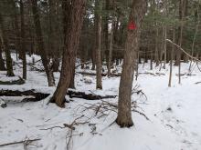 Deer at trail junction