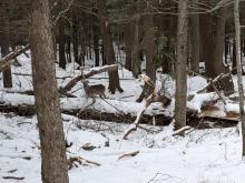 Deer at trail junction