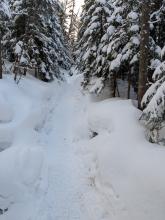 Trail to Mt. Colden