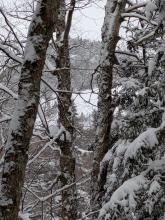 First views of Saddleback