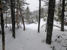 Former Floating Logs