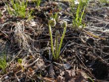 Fiddleheads