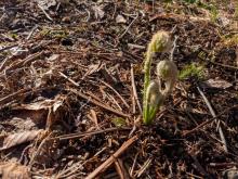 Fiddleheads