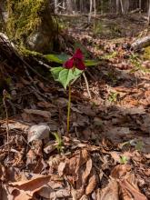 Trillium on Blueberry