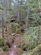 Snow along trail to Porter
