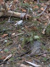 squirrel on trail