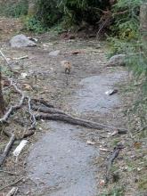 squirrel on trail