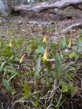 Trout Lillies