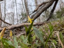 Trout Lillies