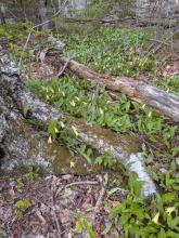 Trout Lillies