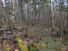 Trail up Hurricane