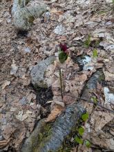 Trillium on Hurricane