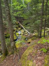 Trail down Big Slide