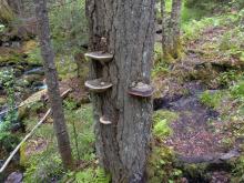 Fungus on tree