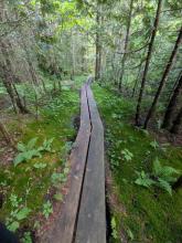 Trail to Preston Pond
