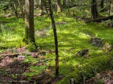Trail to Duck Hole