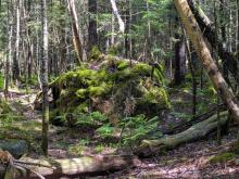 Trail to Duck Hole
