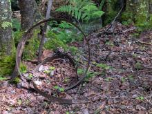 Trail to Duck Hole