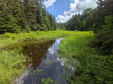 Duck Hole