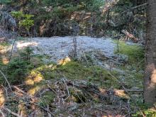 Reindeer Lichen