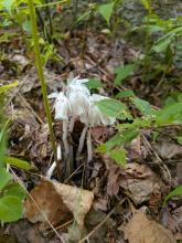 Ghost Pipes on Mt. Arab