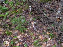 Ghost Pipes on Mt. Arab