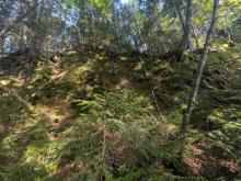 Herbert Brook Herd Path