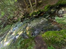Herbert Brook Herd Path