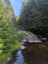Herbert Brook Herd Path