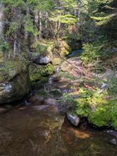 Herbert Brook Herd Path