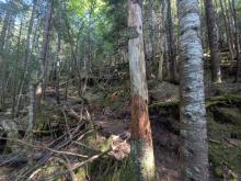 Herbert Brook Herd Path