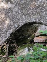 Herbert Brook Herd Path