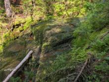 Herbert Brook Herd Path