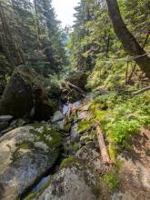 Herbert Brook Herd Path