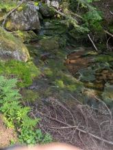 Herbert Brook Herd Path