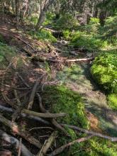 Herbert Brook Herd Path