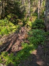 Herbert Brook Herd Path