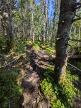 Herbert Brook Herd Path