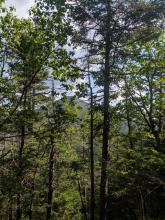 Herbert Brook Herd Path