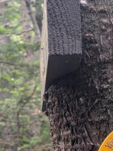 Tree consuming a sign