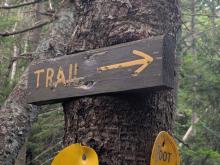 Tree consuming a sign