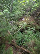 Cold Brook Pass Trail